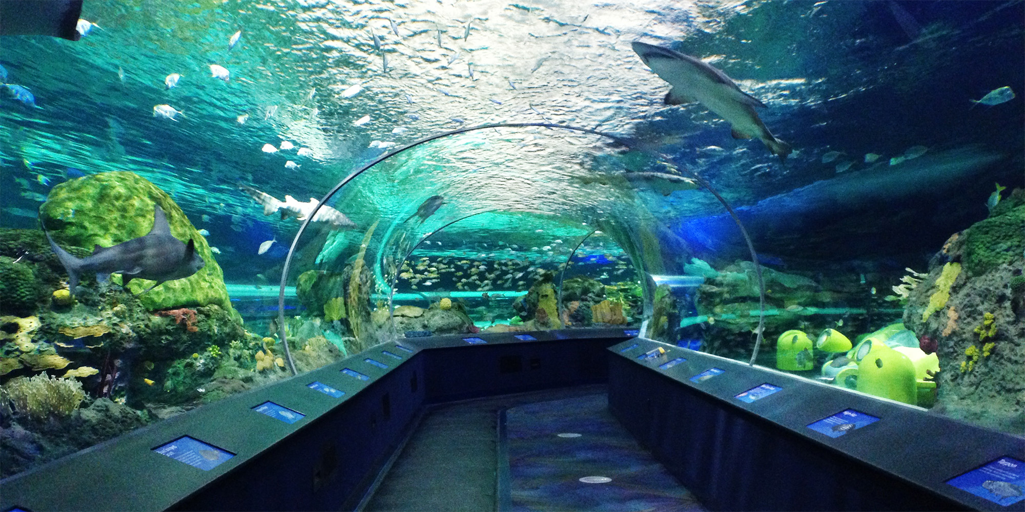 Ripleys aquarium tunnel with 360 views of sealife