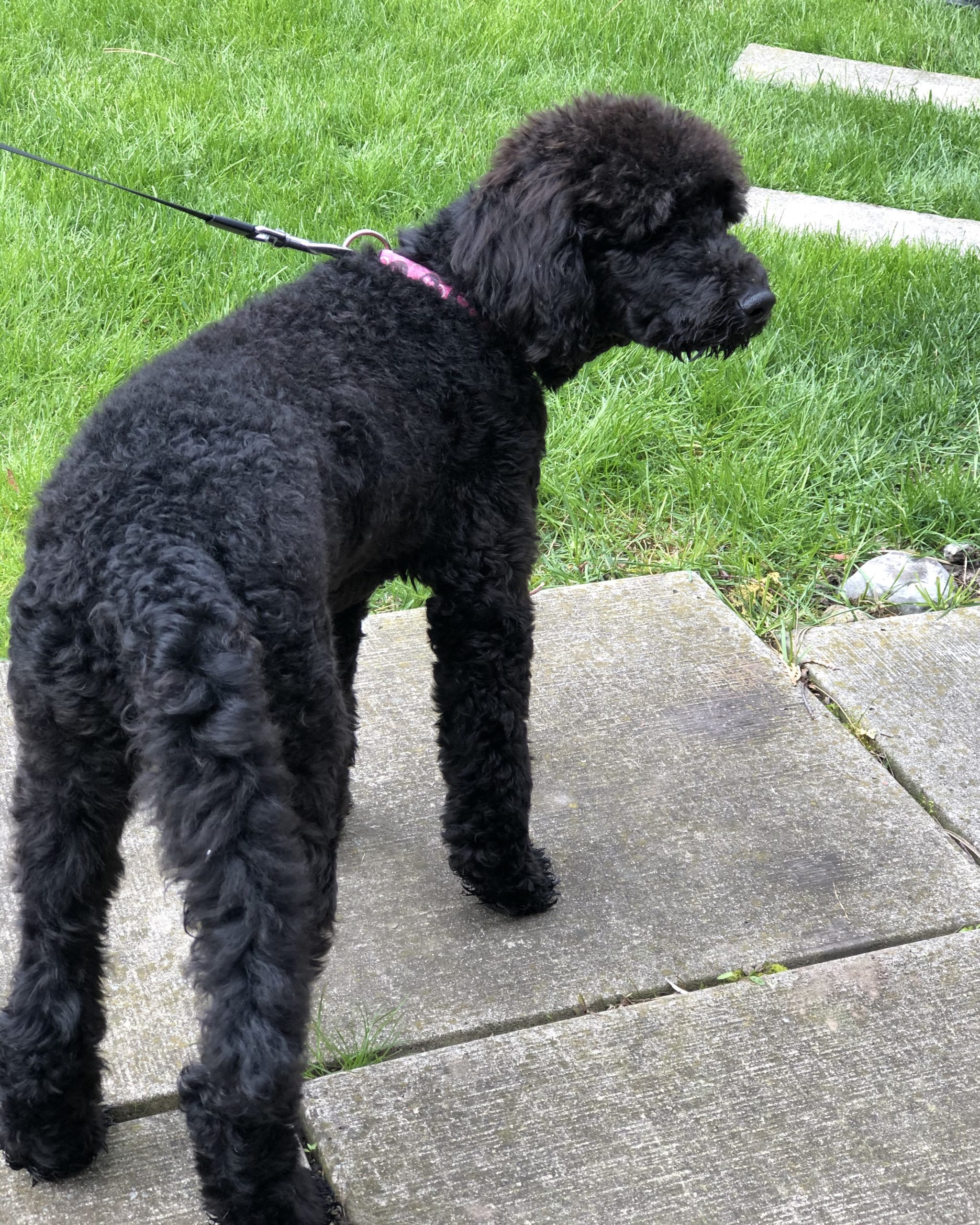 Ellie outside with a leash