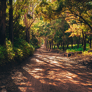 chemin forestier