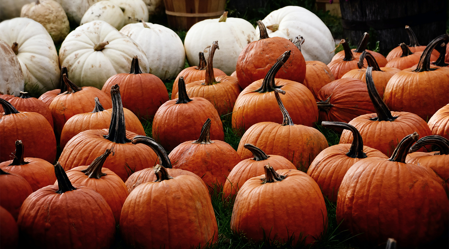 a field of pumpkins