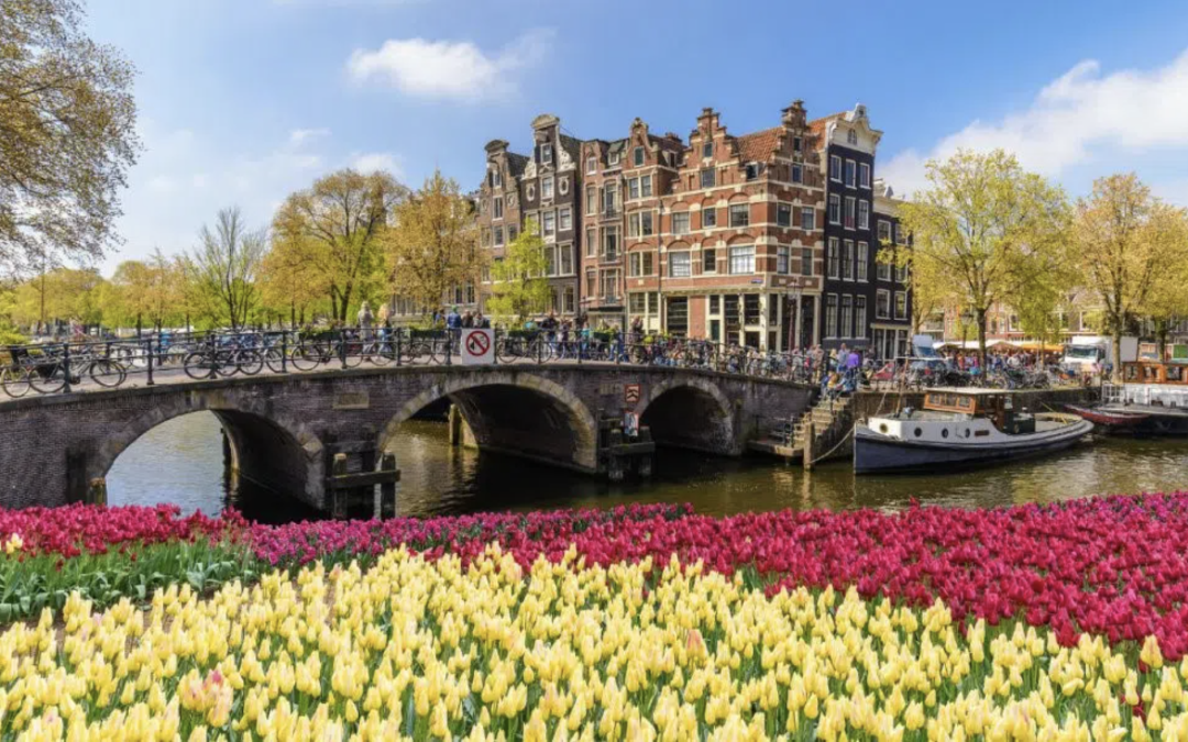 beautiful blooming tulips on the forefront, building and canal at the background