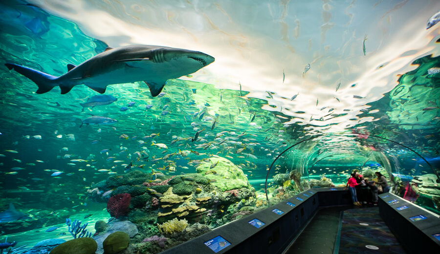 Aquarium tank with various fishes and a shark