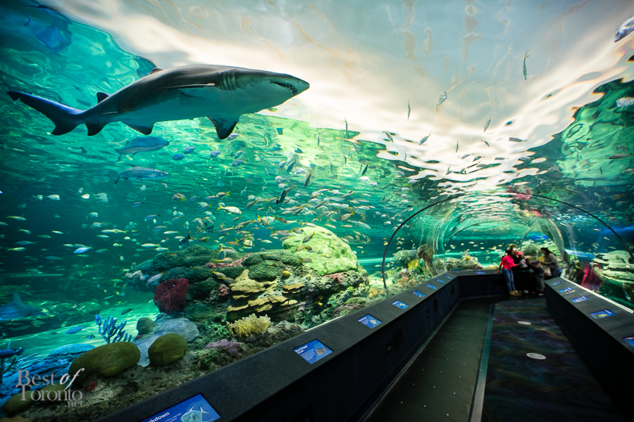 Aquarium tank with various fishes and a shark