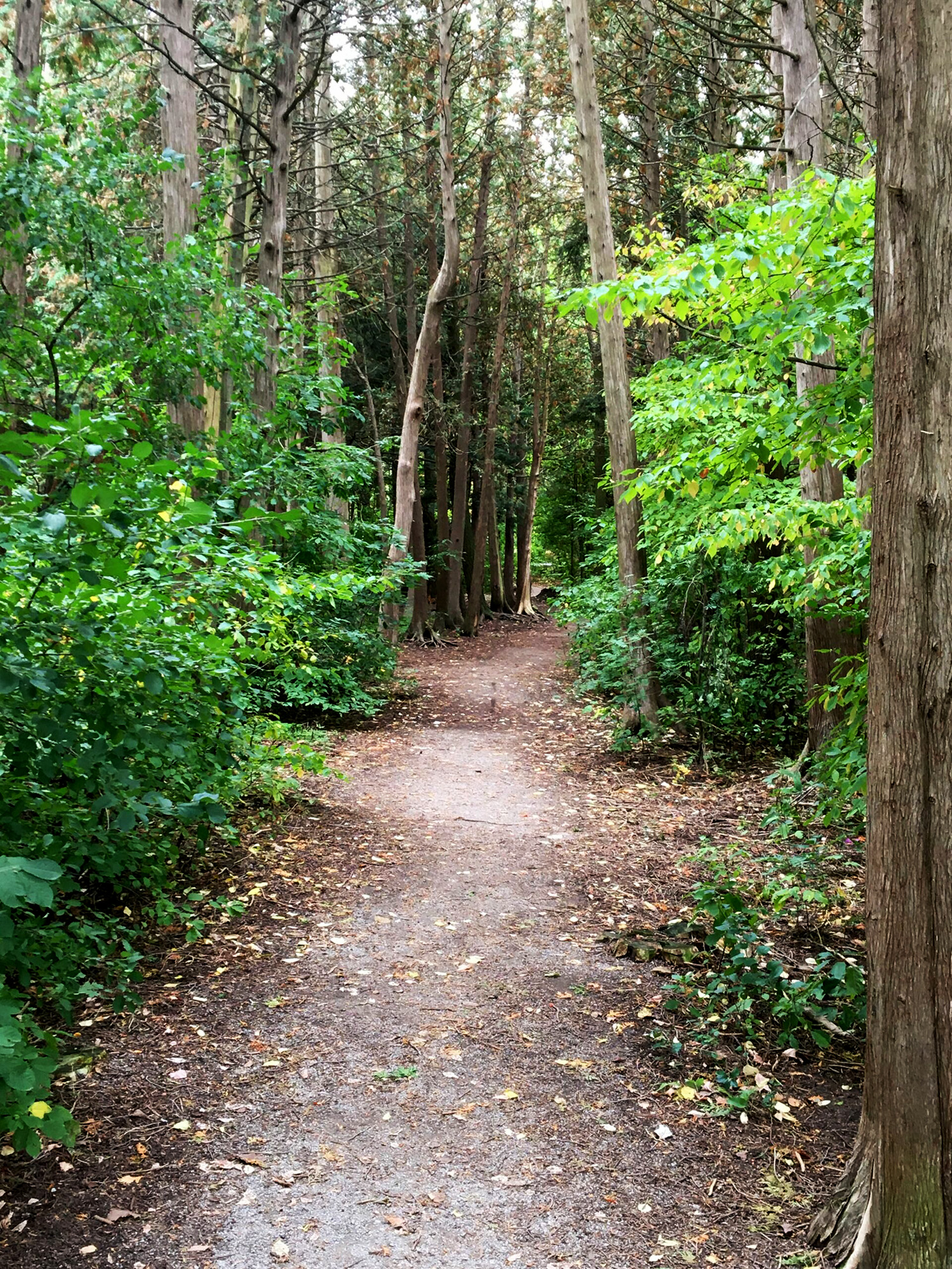 a flat natural earth trail in a wooded green forest