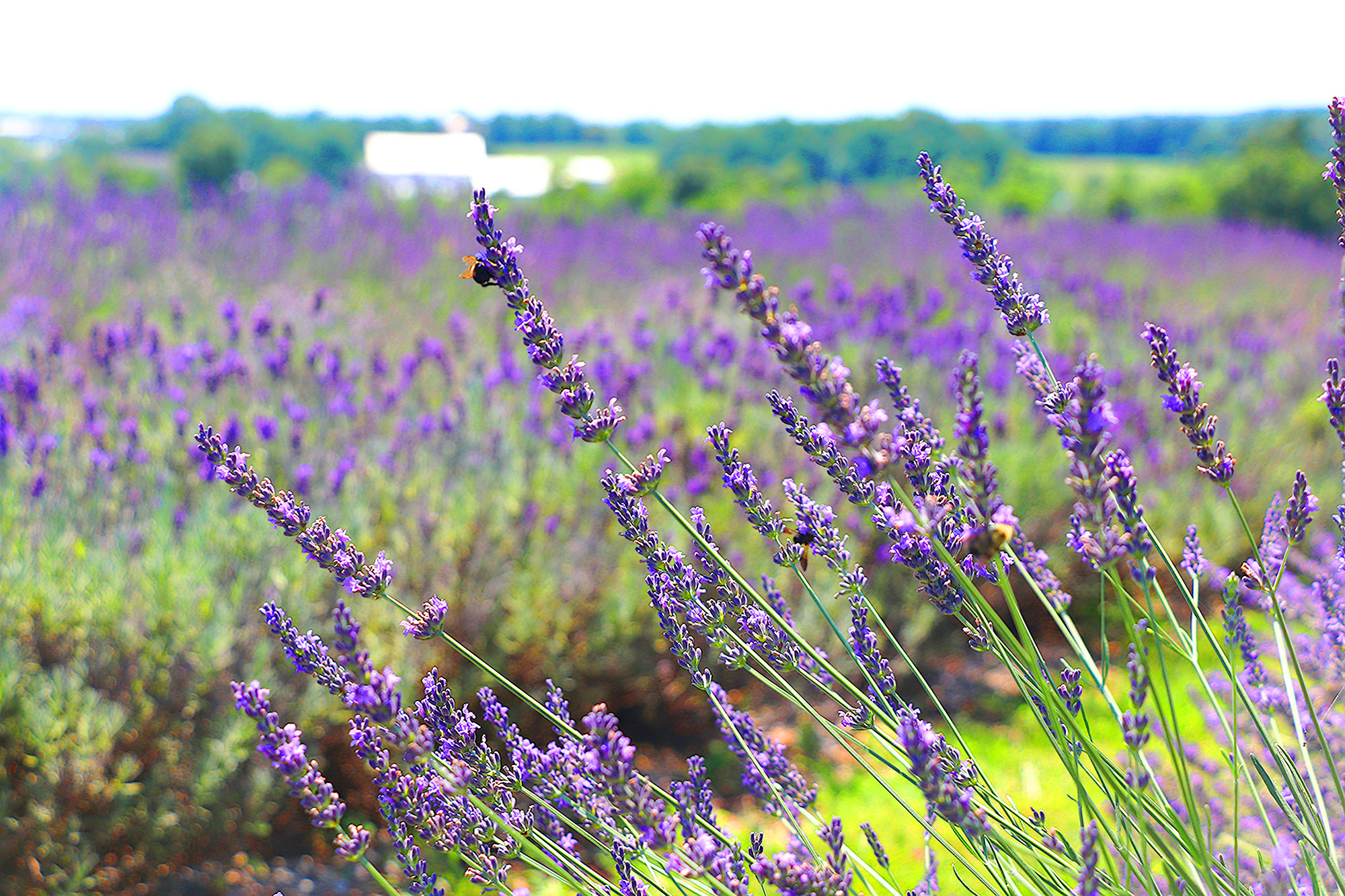 Close-up of purple lavender in a large lavender field