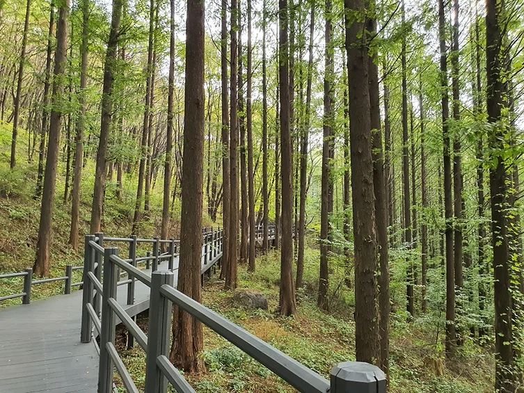 Lush, green and tall Metasequoia Trees along Ansan Jarak-gil trail. There is a smooth board walk with a railing down the trail.