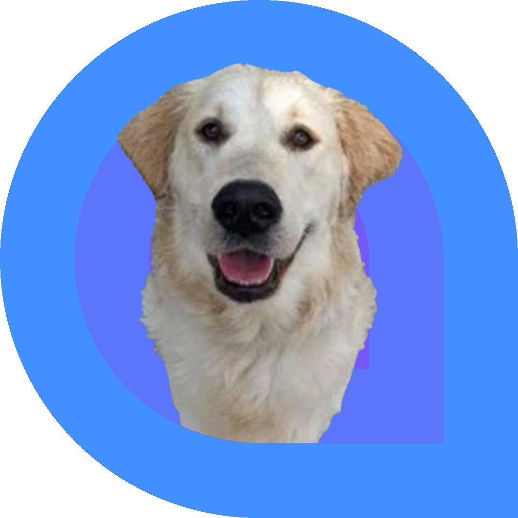 A smiling golden retriever with a light, fluffy coat is centered in a playful graphic frame of blue and purple ring.. The dog looks directly at the camera with a joyful expression, representing a therapy or support animal.